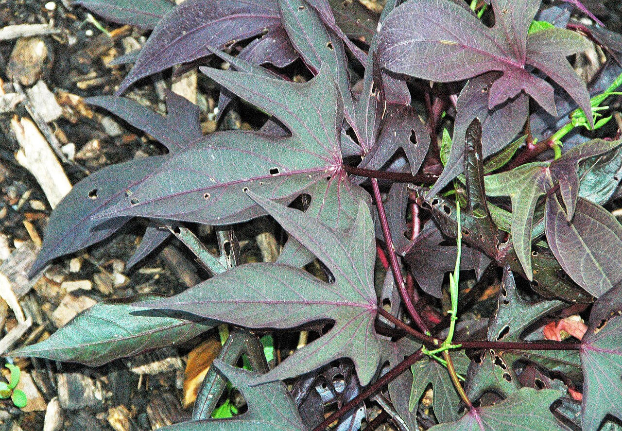 Batata (camote)