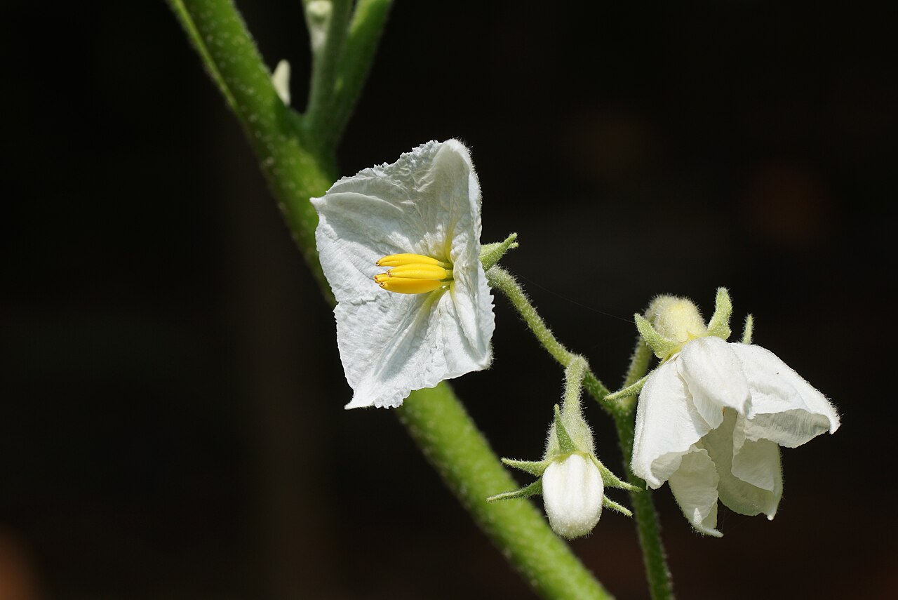 Berenjena