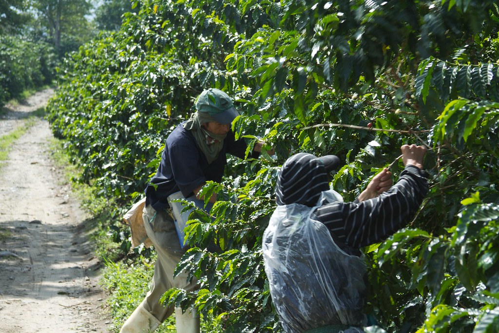 Café verde de especialidad