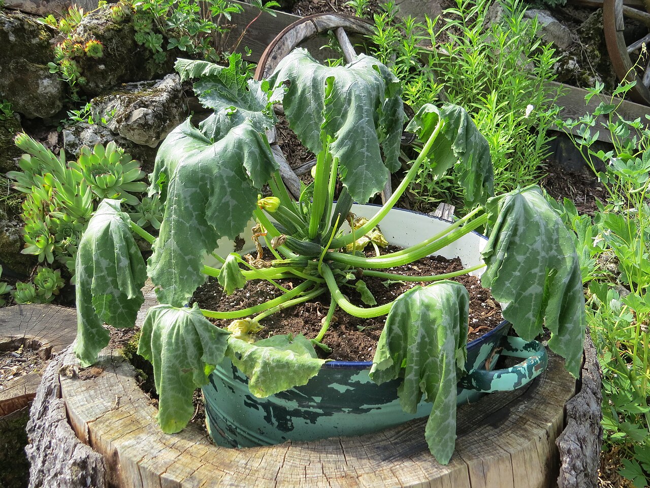 Calabacín
