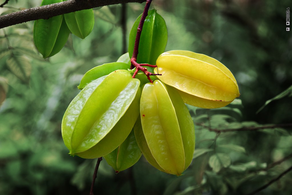 Carambola