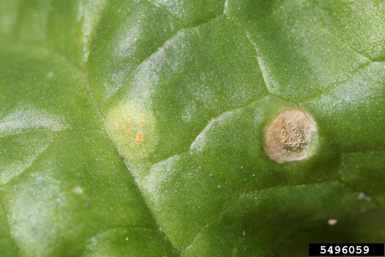 Espinaca