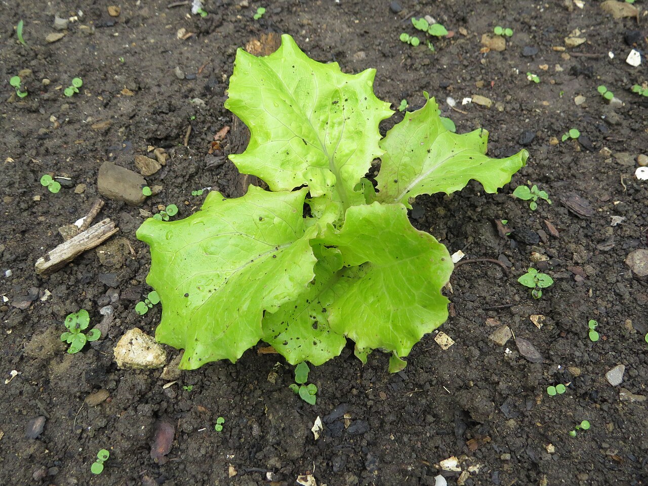 Lechuga iceberg