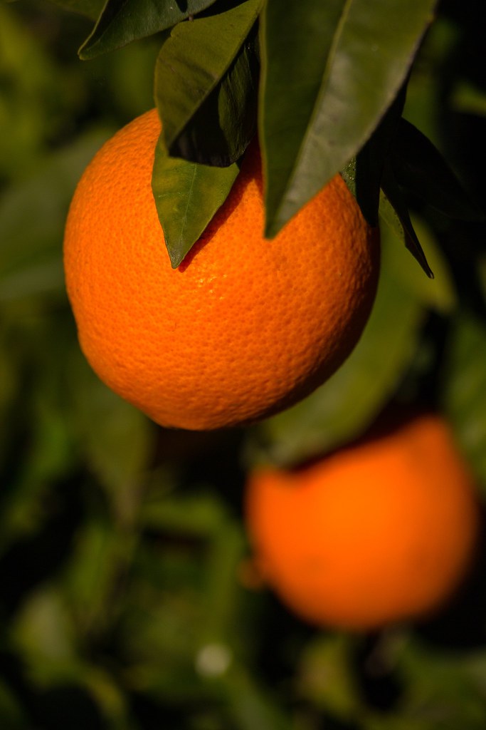 Mandarina
