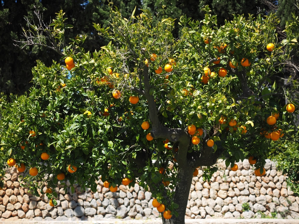 Naranja de exportación