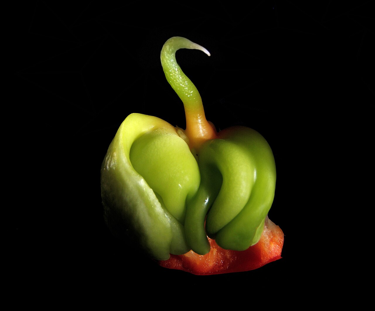 Pimiento