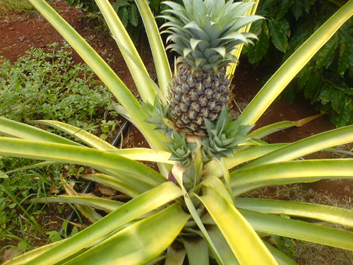 Piña baby