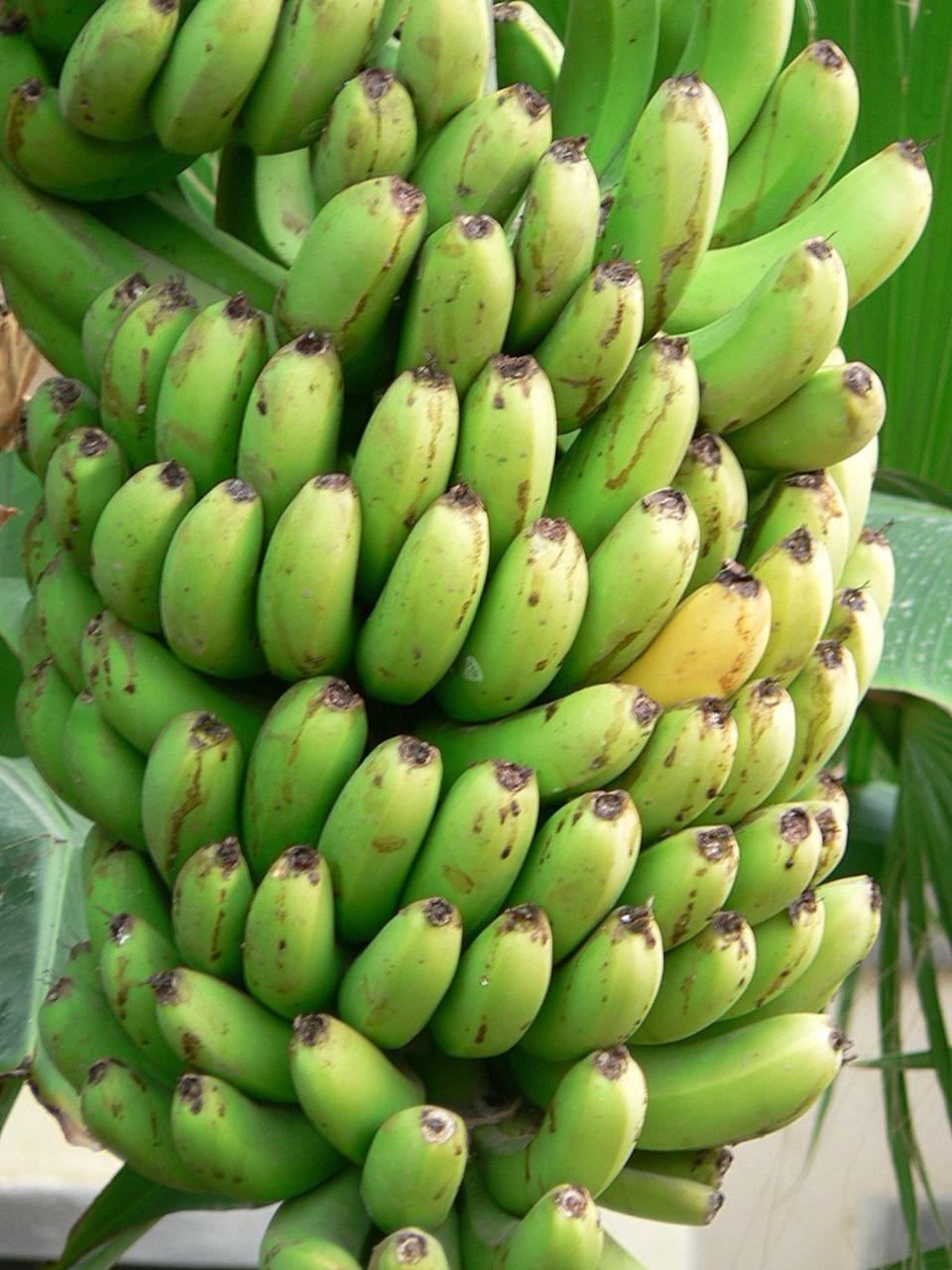 Plátano verde
