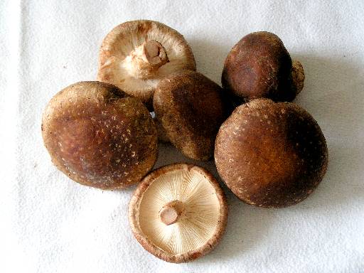 Hongos y Setas