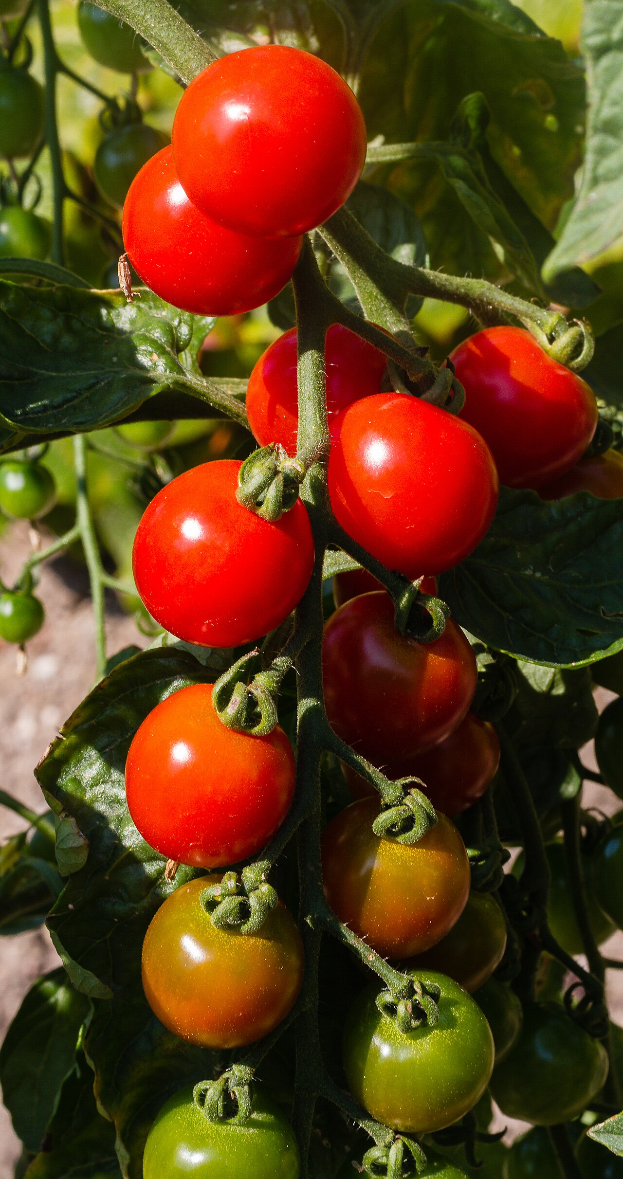 Tomate de mesa
