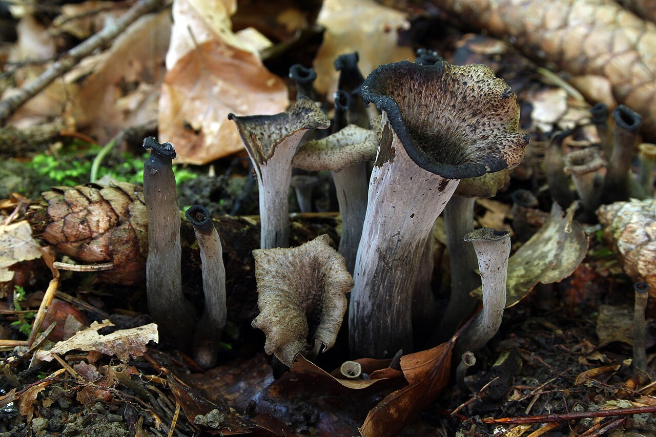 Trompeta negra