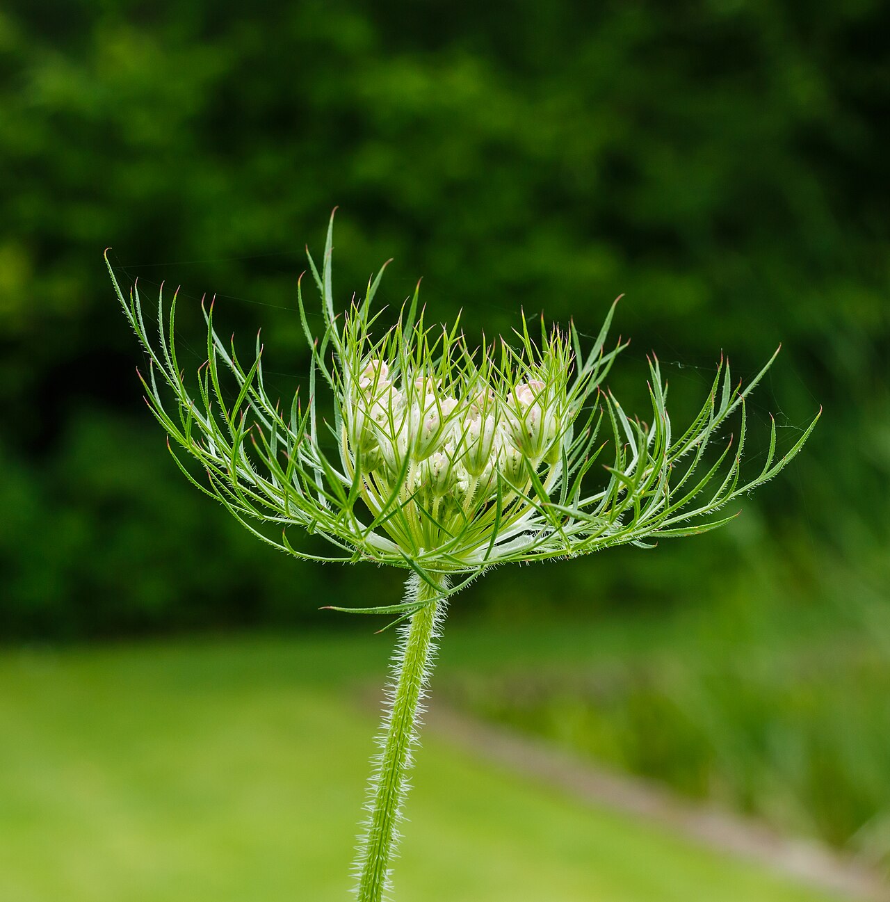Zanahoria